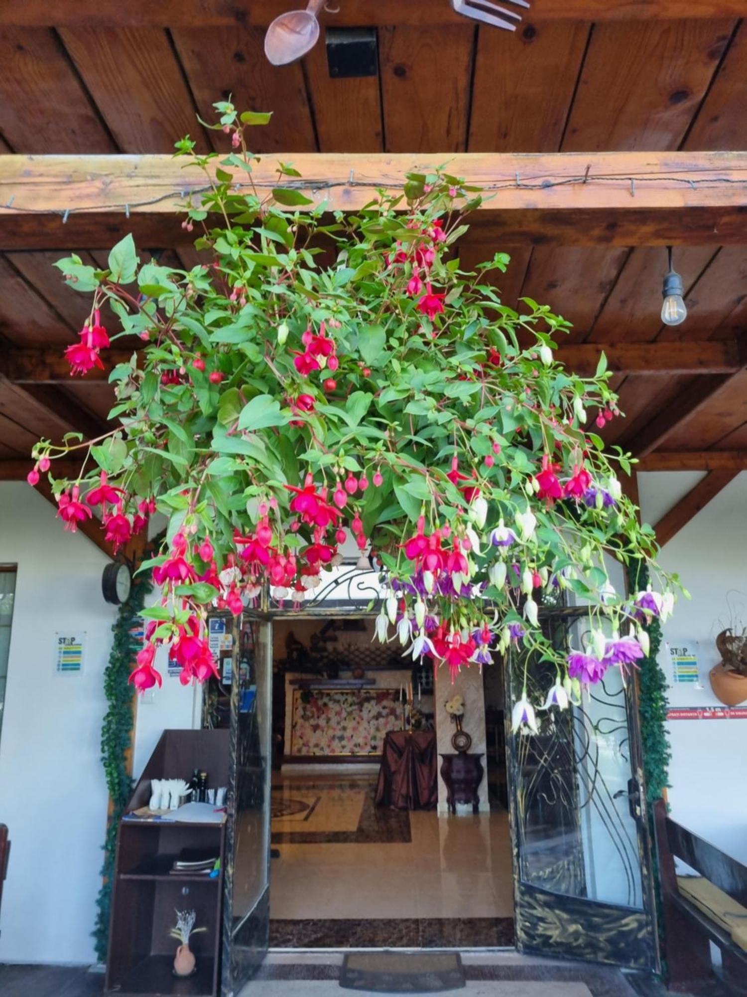 מלון יאשי Casa Boiereasca מראה חיצוני תמונה
